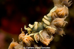 coral shrimp by Cipriano (ripli) Gonzalez 